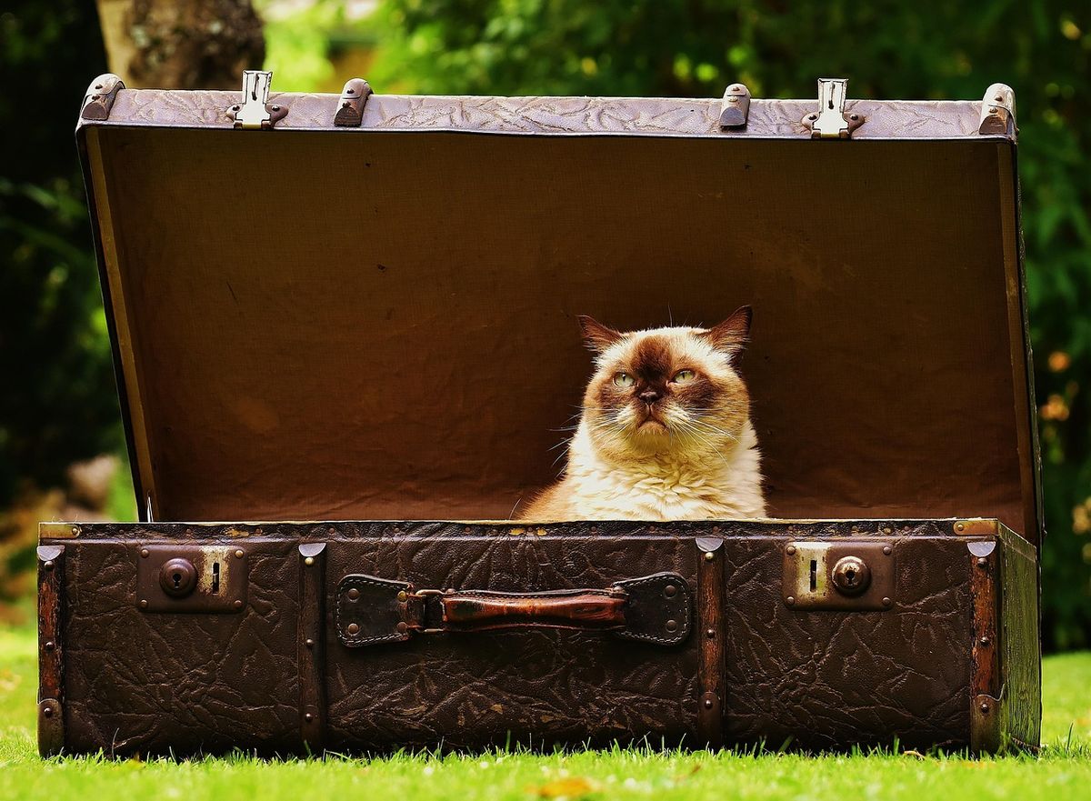 Cat on kennel at the airport