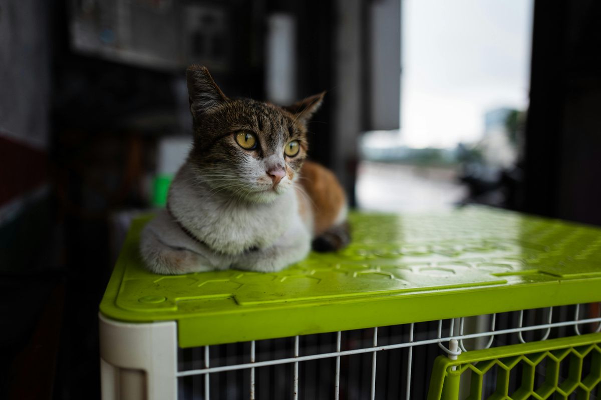 Gato encima de gatonera en aeropuerto