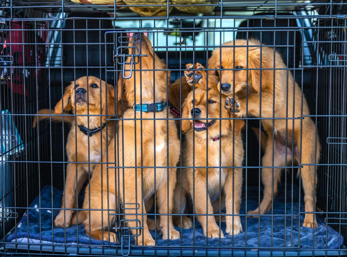 Todo lo que debes saber antes de viajar y volar con tu perro o gato en avión