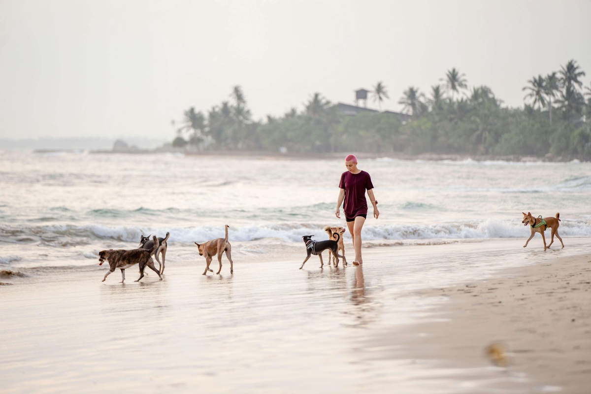 Perros en la playa