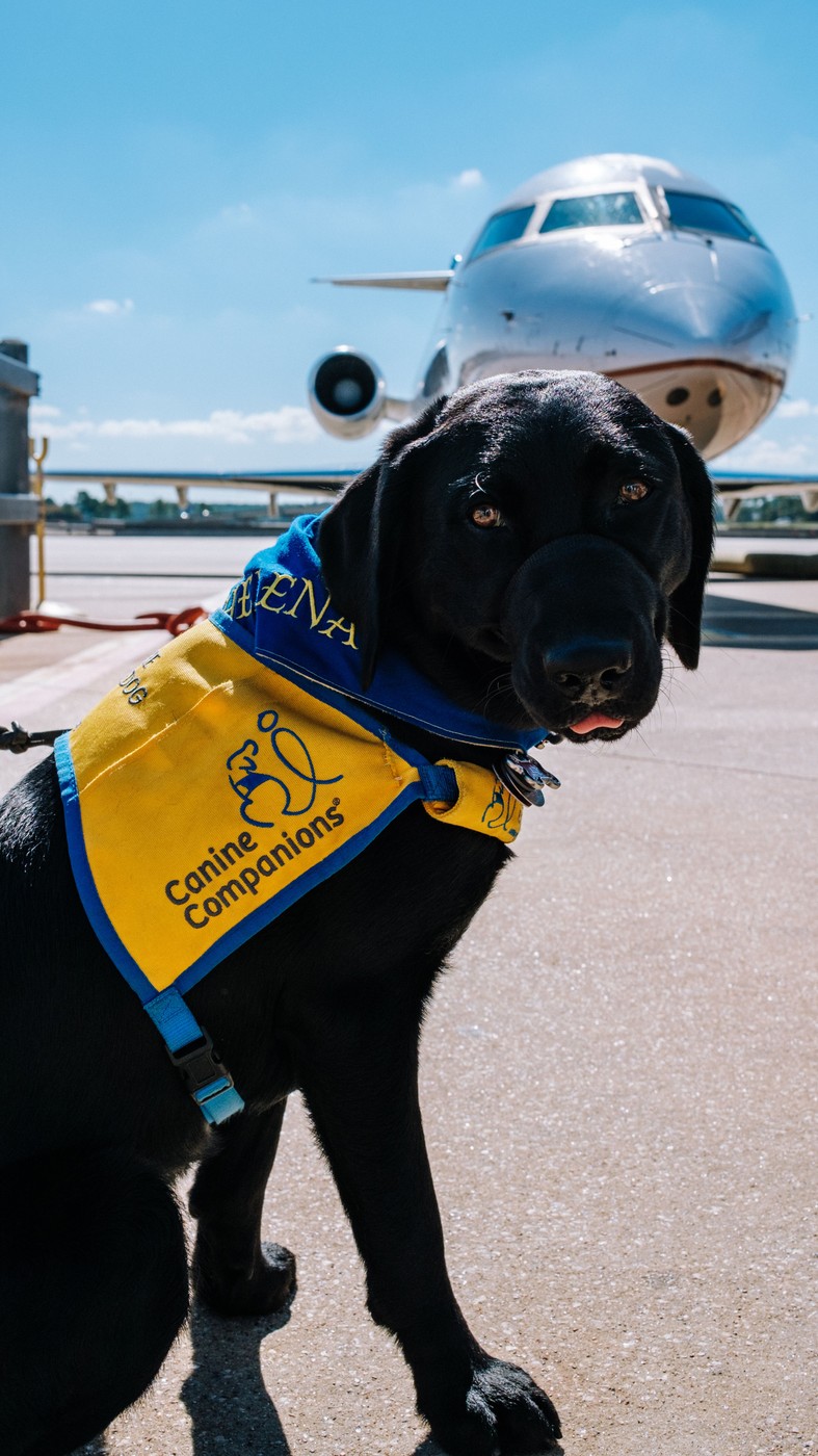 Assistance dog at the airport