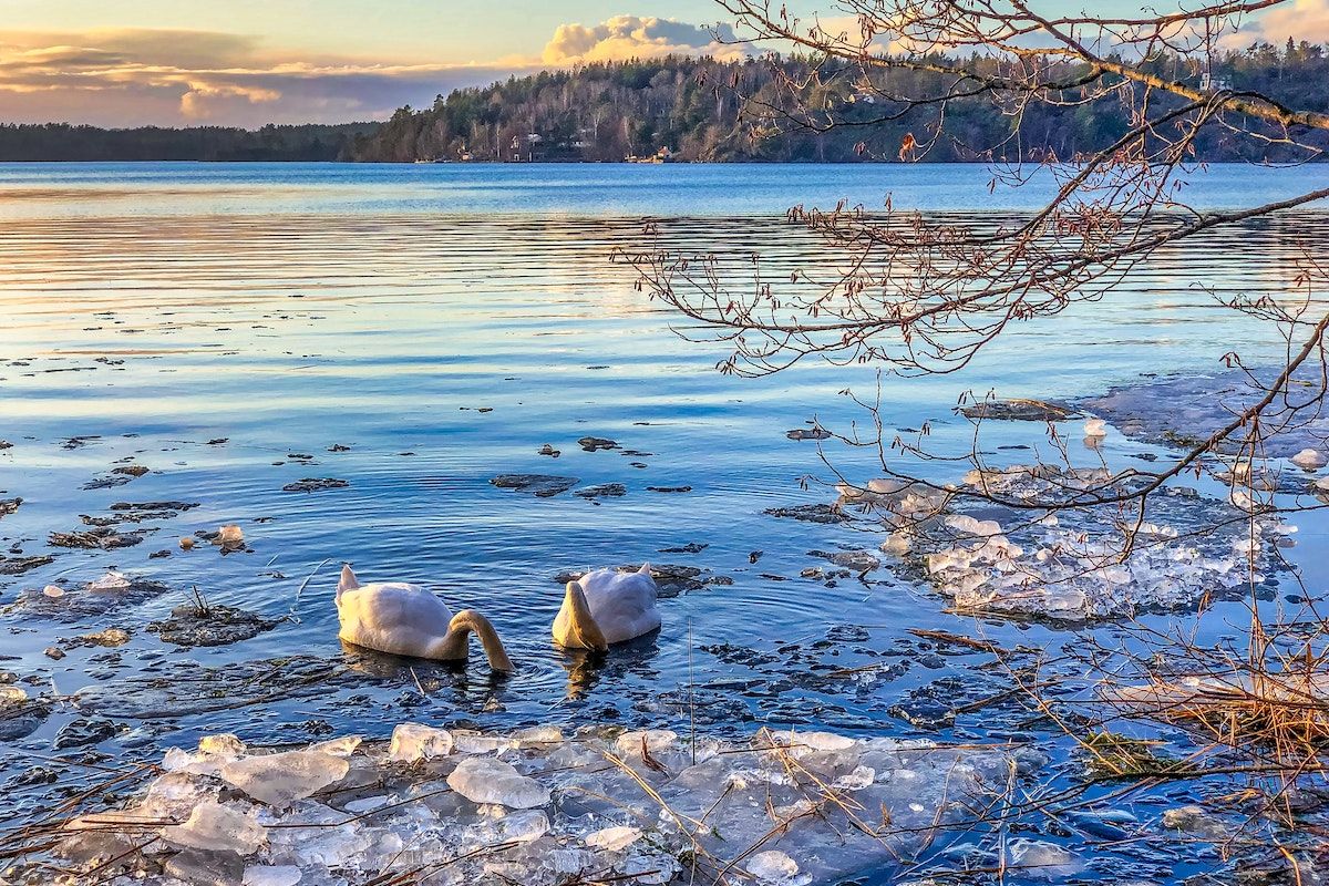 Swans in a frozen lake in Stockholm